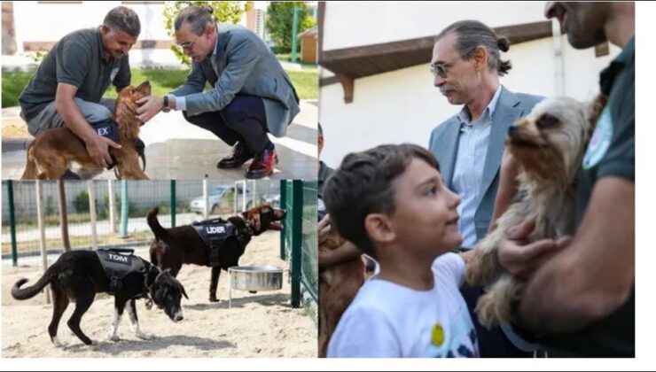 Beşikçioğlu sözünü tuttu: 5 sokak köpeği belediyede görevlendirildi